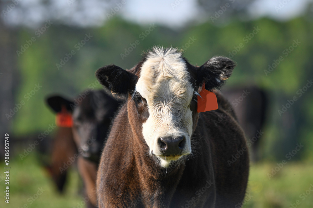 Baldy calf in springtime Baldy calf in springtime