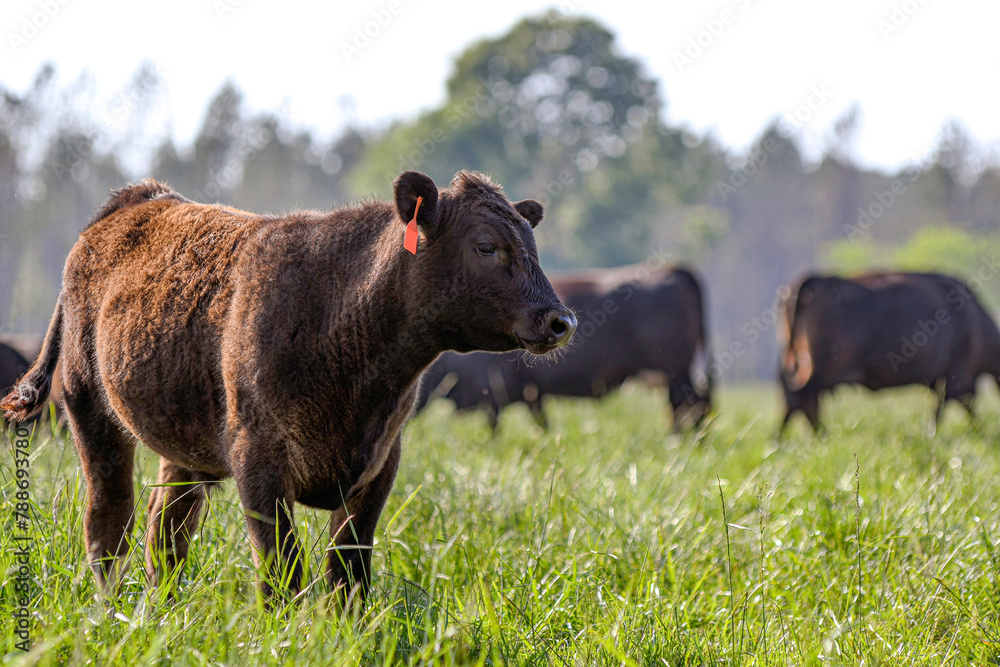 Angus heifer in knee-high pasture with negative space Angus heifer in knee-high pasture with negative space