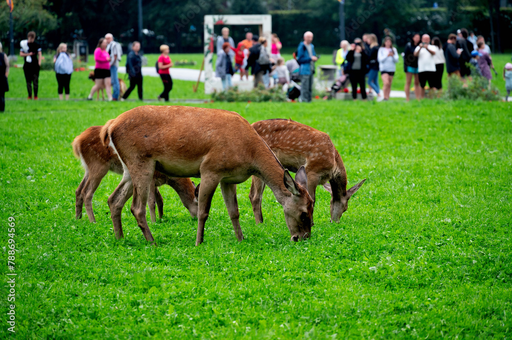 Zakopane, photo.Wojciech Fondalinski