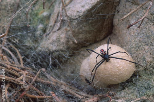 Latrodectus tredecimguttatus, also known as the Mediterranean black widow or the European black widow, male inside the den. photo