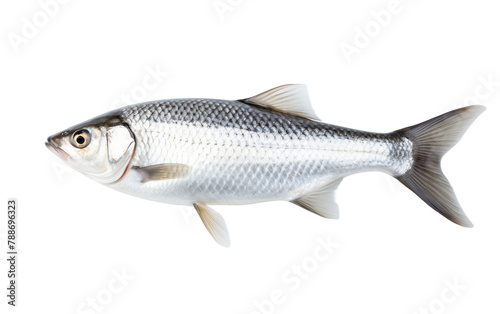 Fish with a Clear Background