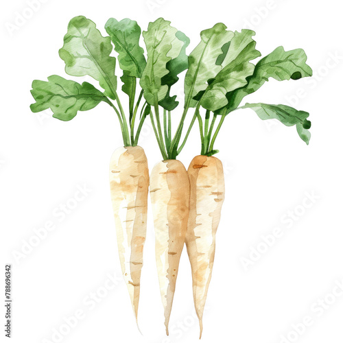vegetable - Wonderful.parsnips.illustration ,.watercolor