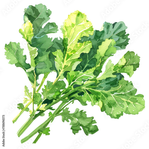 vegetable - Yummy.green kale.illustration ,.watercolor