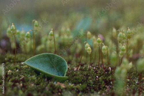 grass on the ground, Moss sporangia and leaf Baratz. Sassari. Alghero. Sardinia. Italy photo