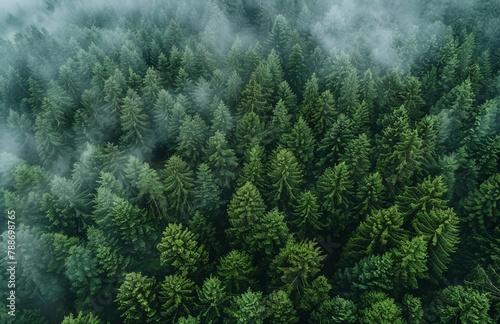 Green forest under the cover of clouds, spruce and pine trees, view from above. Sustainable forest. Lush green trees absorb CO2. Natural carbon sink. Nature concept. Earth Day.