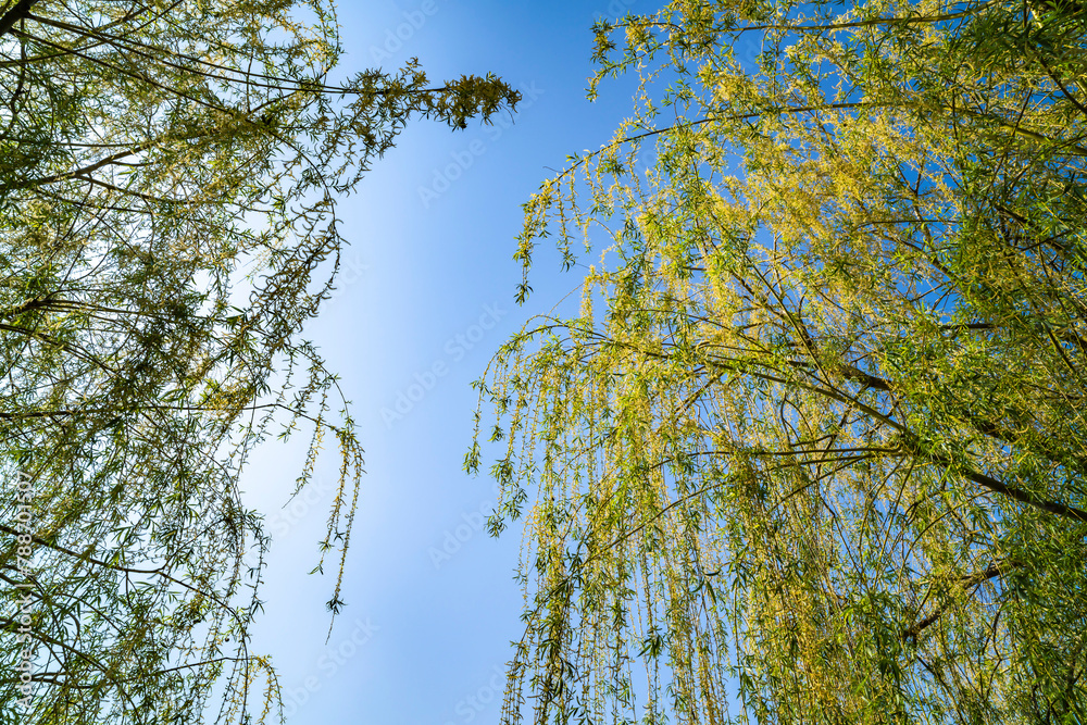 Fototapeta premium Willow tree over water, lake. Sunny day.