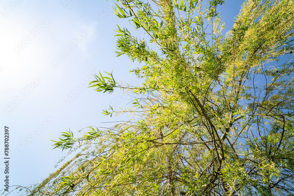 Fototapeta premium Willow tree over water, lake. Sunny day.