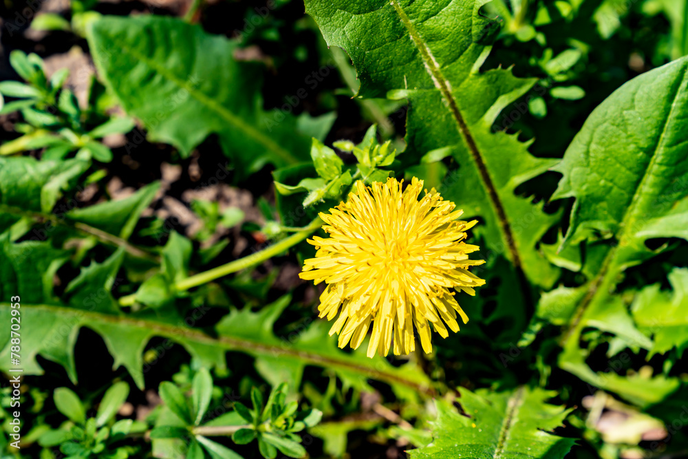 Yellow dandelion flowers, spring. Fresh. Yellow dandelion flowers, spring. Fresh.