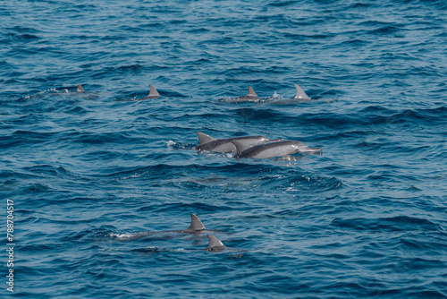 Delfine im Meer © Isabel
