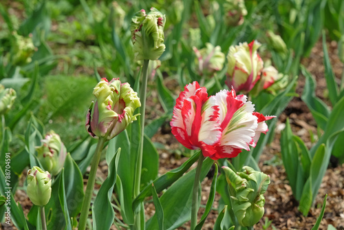 Red and white parrot tulip, tulipa ‘Estella Rynveld’ in flower. photo