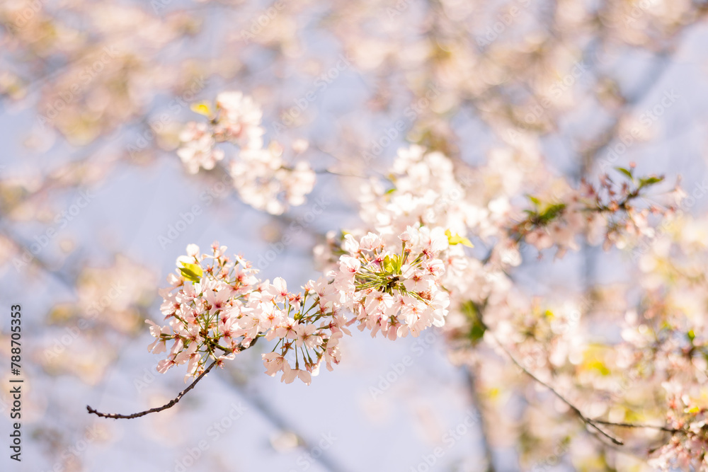 Close-up of early spring blooms on a tree. Close-up of early spring blooms on a tree.