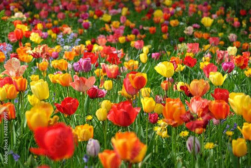 A bright and colourful drift of tulips in naturalised in grass.