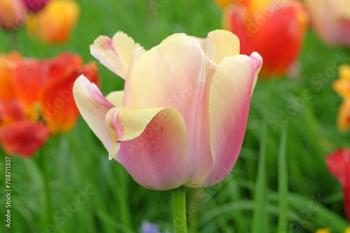 A bright and colourful pink and cream triumph tulip ‘Coral Pride’ naturalised in grass.