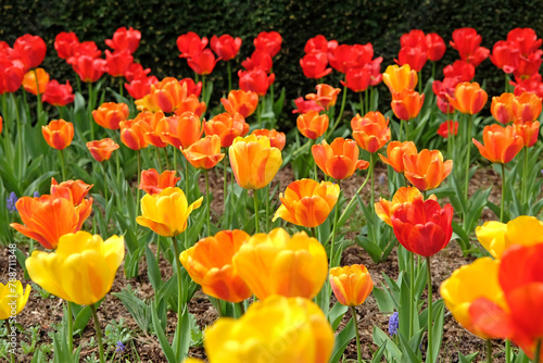 A bright and colourful drift of red, orange and yellow tulips in naturalised in grass. photo