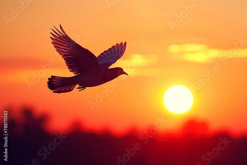 Silhouette of a pigeon in flight against the warm glow of the setting sun in a clear sky. © weerasak