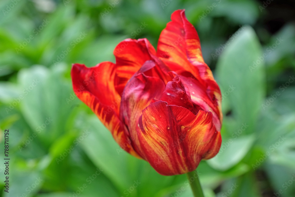 Red and orange variegated Rembrandt tulip in flower.
