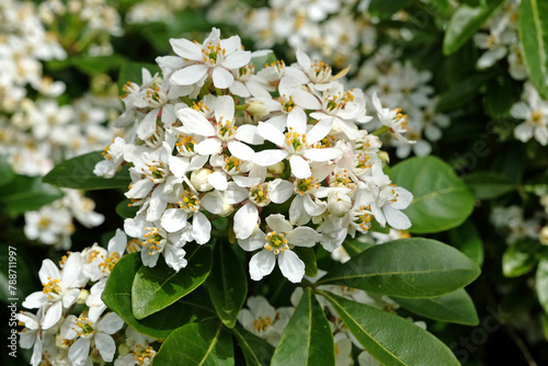 White Choisya ternata, or Mexican Orange Blossom, in flower.
