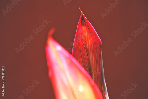 Duas folhas vermelhas de dracena, uma desfocada em primeiro plano, outra folha focada em segundo plano, com fundo marrom avermelhado.  photo