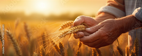 Elderly hands holding wheat in field