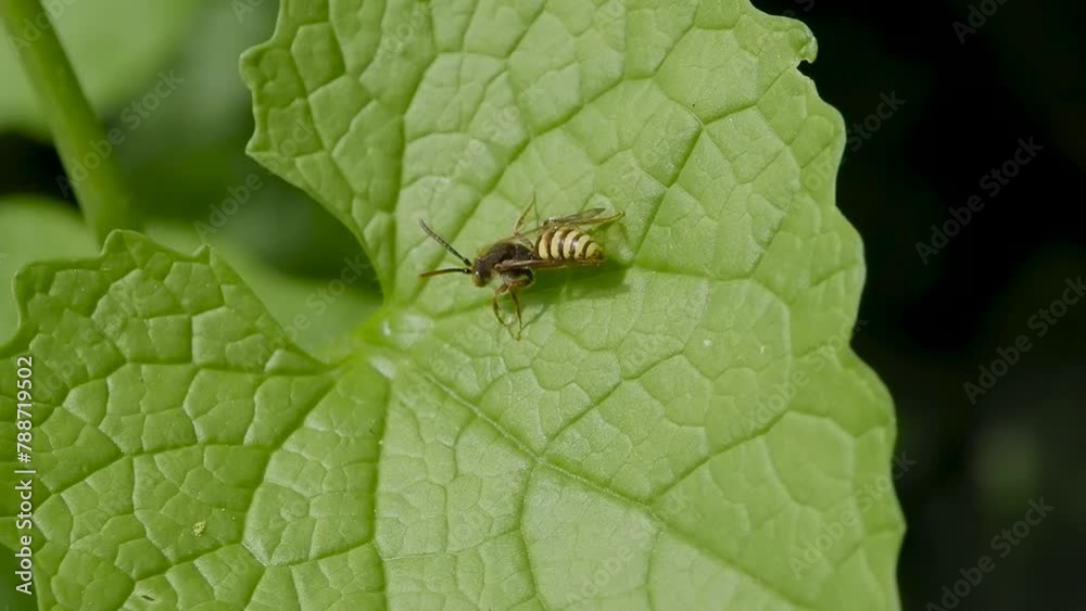 Wasp Taking Off on Garlic Mustard in Slow Motion Wasp Taking Off on Garlic Mustard in Slow Motion