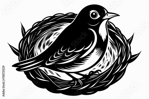Black and white, Robin bird sit in nest, on white background