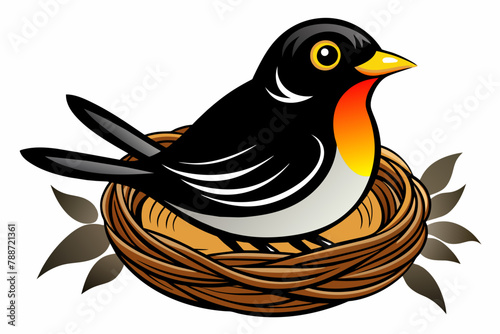 Black and white, Robin bird sit in nest, on white background
