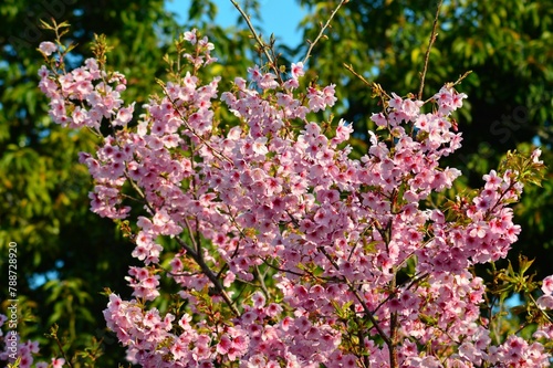 桜 （さくら）サクラ　ソメイヨシノ © roichi tamago