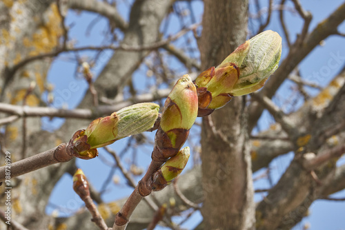 Chestnut flower buds bloom and inflorescences appear. Spring.