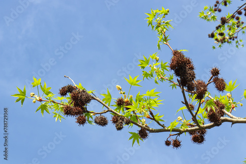 Branch of the American sweetgum tree, Liquidambar styraciflua, also known as American storax or hazel pine with fresh leaves growing in the spring at Stromovka, Royal Game Reserve in Prague, Czech. photo