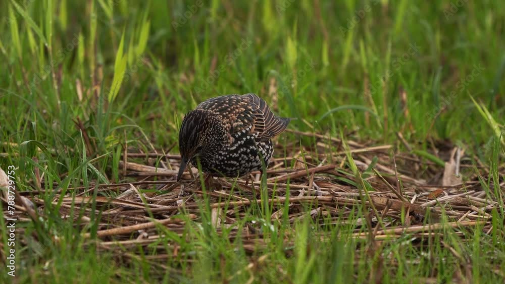 A common starling (Sturnus vulgaris) foraging in old grass and reed in autumn A common starling (Sturnus vulgaris) foraging in old grass and reed in autumn