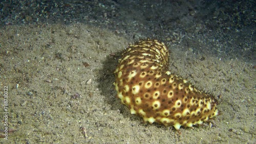 Spotted Sea cucumber cotton-spinner (Holothuria sanctori) slowly turns in front of the camera, medium shot. photo