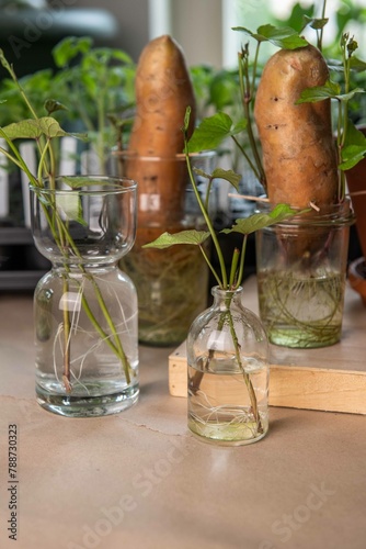 Wallpaper Mural Regrowing Süßkartoffel, keimende Kartoffel, Anbau, Selbstversorgung Torontodigital.ca