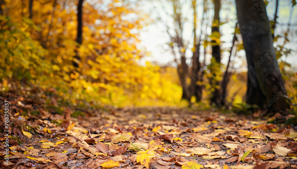 autumn leaves fallen to the ground in the foreground with a blurred background of the forest at sunset