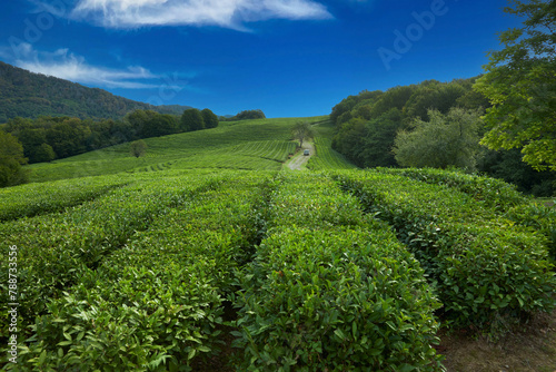 Tea plantation in Matsesta. Panoramic view of rows of tea bushes with a field road going beyond the horizon. A small old truck is driving along the road.
