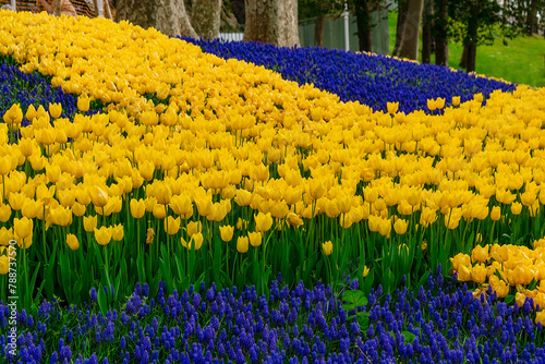 Background of many yellow tulips and blue muscaria. Floral background from a carpet of yellow tulips and blue muscara. photo