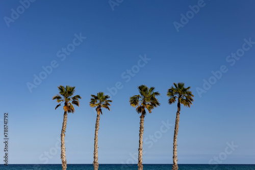 palm trees on the beach