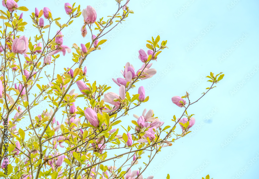 Bloom flower apricot tree. Apricot tree flowers with focus. Spring pink flowers