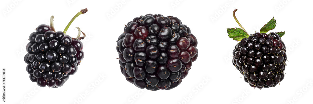 Set of A Marionberry is on a ,transparent background Set of A Marionberry is on a ,transparent background