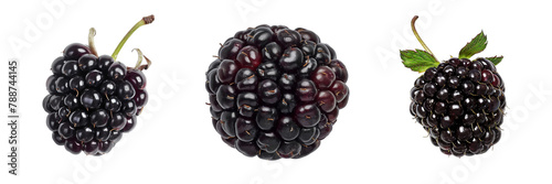 Set of A Marionberry is on a ,transparent background