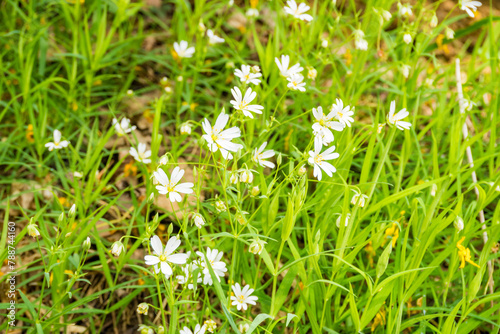 Rabelera holostea, known as greater stitchwort, greater starwort and addersmeat photo