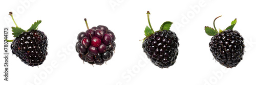 Set of A Marionberry is on a ,transparent background © Wajed