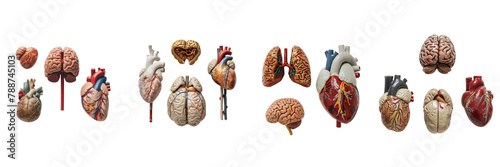 Set of a miniature brain, heart, and lung models is on a ,transparent background © Wajed