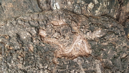 Textura irregular da casca da base do tronco velho do abacateiro.