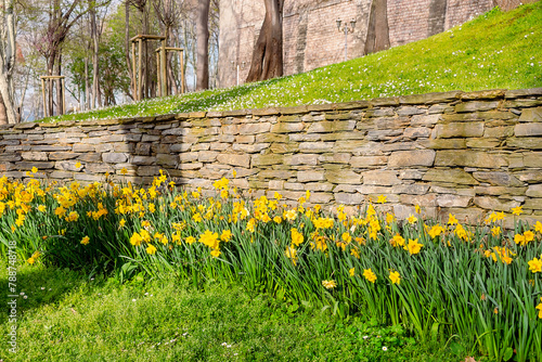 Gulhane Park Water screen in Istanbul. The alley in the park is paved with paving stones, along which yellow daffodils grow. Path in a park in Istanbul. photo