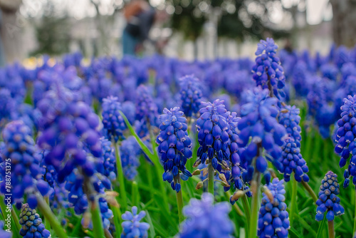 Background of many blue muscaria. Floral background from blue muscari carpet.