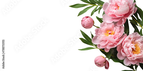 Peonies flowers isolated on transparent background, Top view flat lay. Valentine's, womens, mothers day, birthday or wedding concept. PNG, cutout.