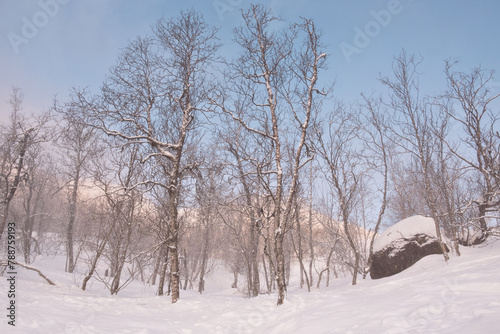 Norwegian snowy trees