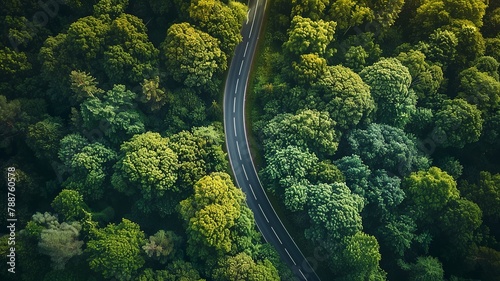 aerial view of a paved road and green forest trees © Pter