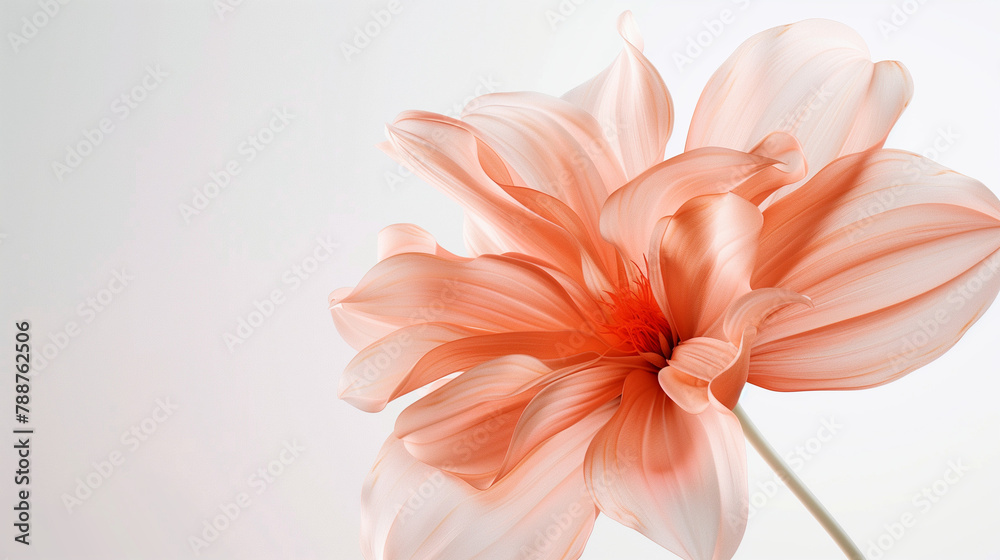 Obraz premium pink gerber daisy isolated on white