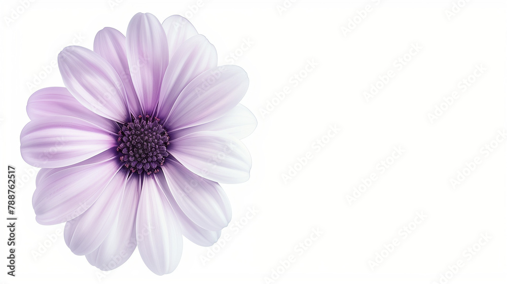 pink daisy isolated on white background